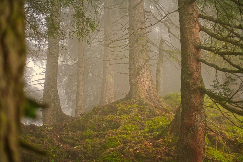 Whimsical Woodland Clearing